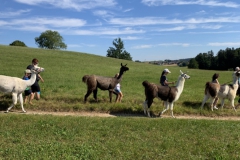 Lama2